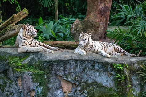 THE 10 BEST Asia Zoos (Updated 2024) .